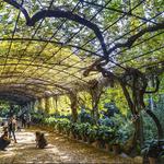 Jardín Botánico Histórico - La Concepción