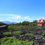 Pico's Famous Wines