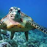 New England Aquarium