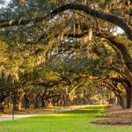 Boone Hall Plantation & Gardens