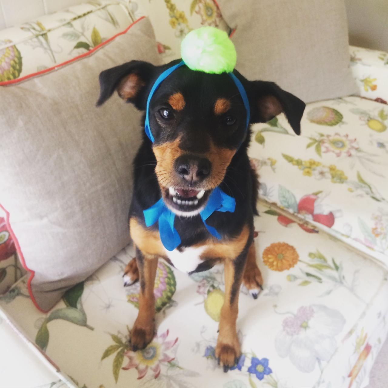 Homemade hat #2 for Frankie.
