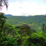 Parque Florestal da Tijuca