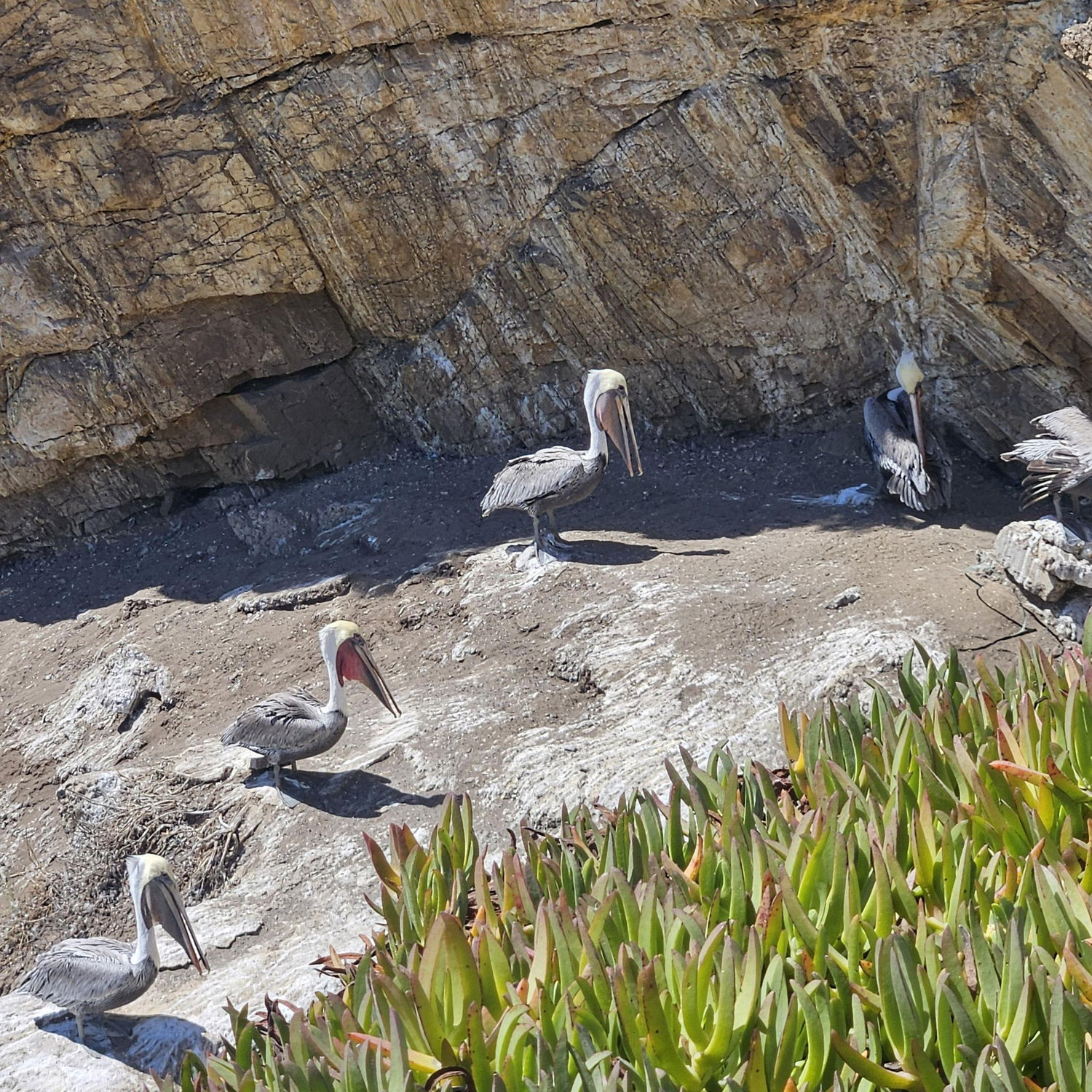 10/12 Dinasaur Caves Park, Pismo Beach