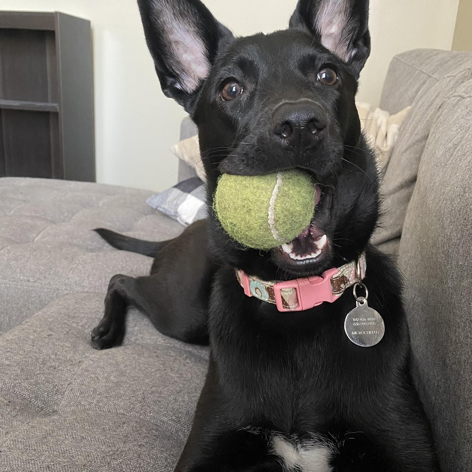 Maru with the gross tennis ball she found in the gutter