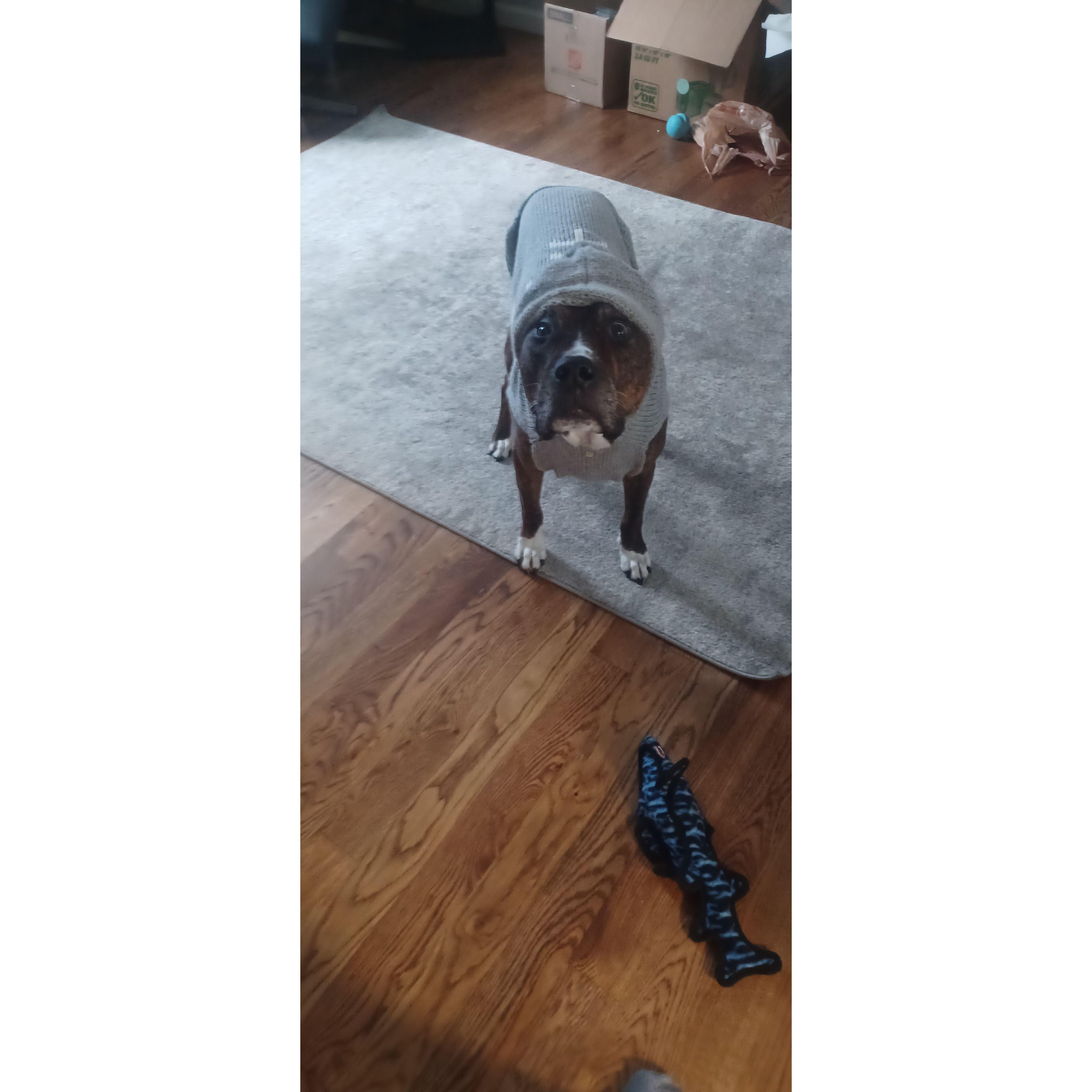 This is Emerson, aka Dr. Dribbles von Jiggle Belly, aka House Hippo. He's Eric's 9 year old brindle pit mix. Em loves when Grandpa brings hot dogs under his hat.