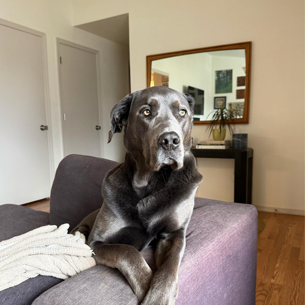 Our Home Renovation/Project Fund