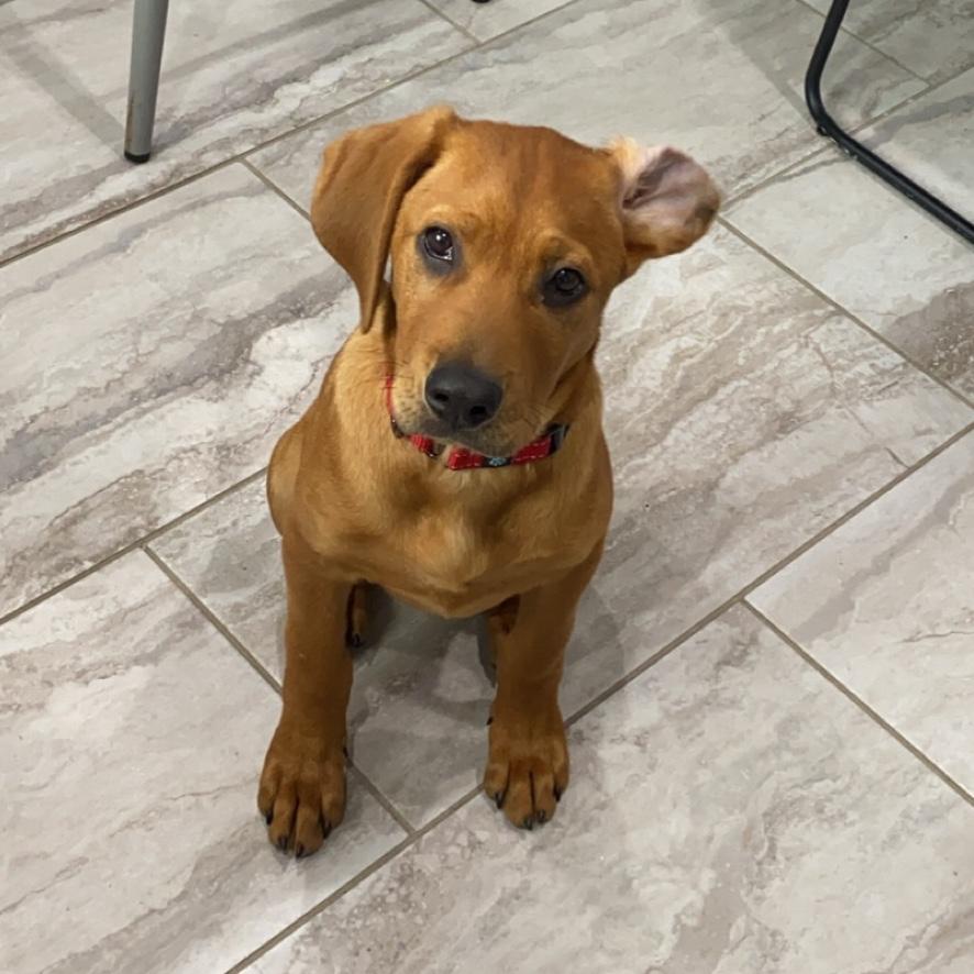 Training our cute lil devil