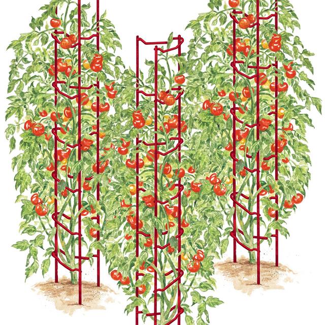 Tomato Ladders, Set of 3