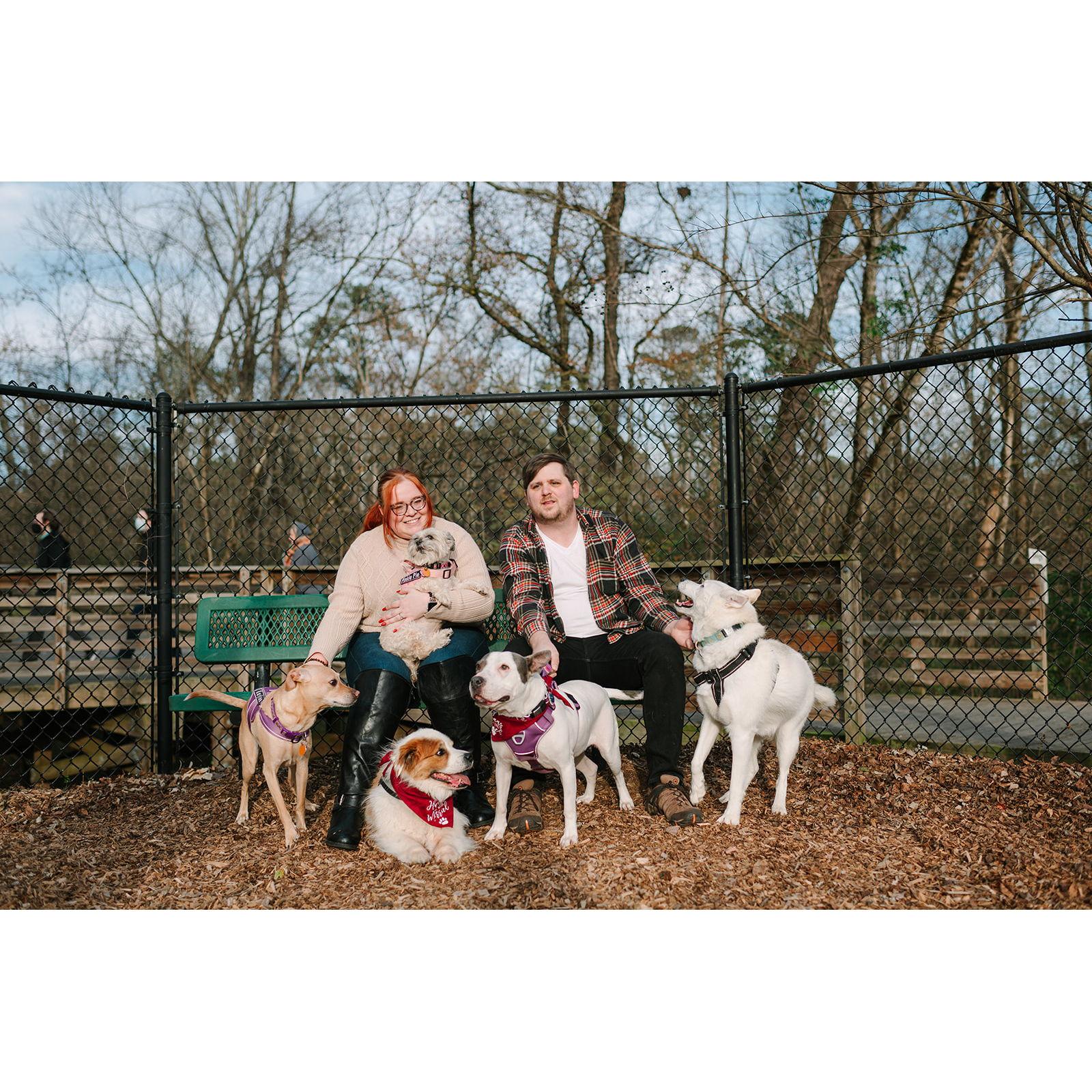 November 2022 — Our dogs are rarely without the O'Brien pack! From left to right: Kaylee, Pinkie Pie, Leo, Harley, & Willow.