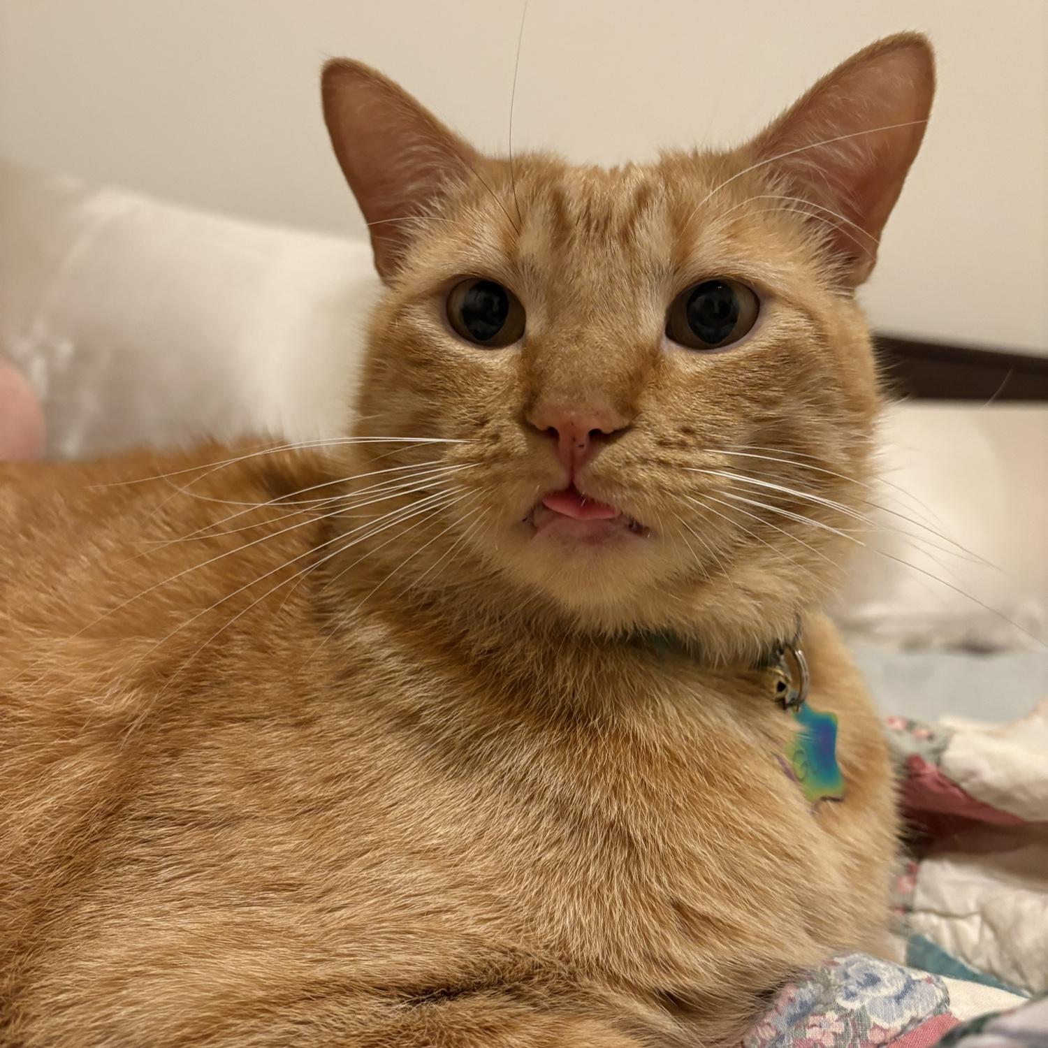 Our second born, Gus.