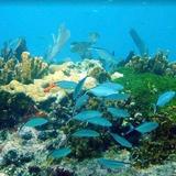 John Pennekamp Coral Reef State Park