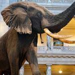 Smithsonian Institution