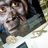 Cradle of Humankind