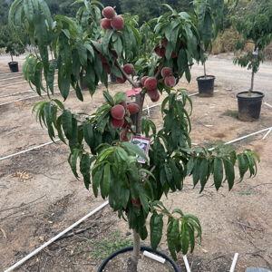 Fruit Tree Fund