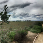 Ballona Wetlands