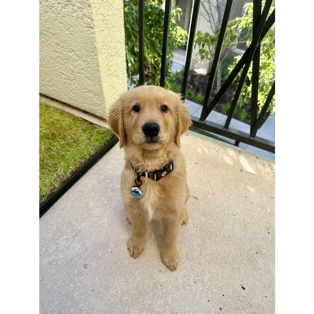 Atlas joined the family.