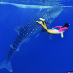 Oslob Whale Shark Watching