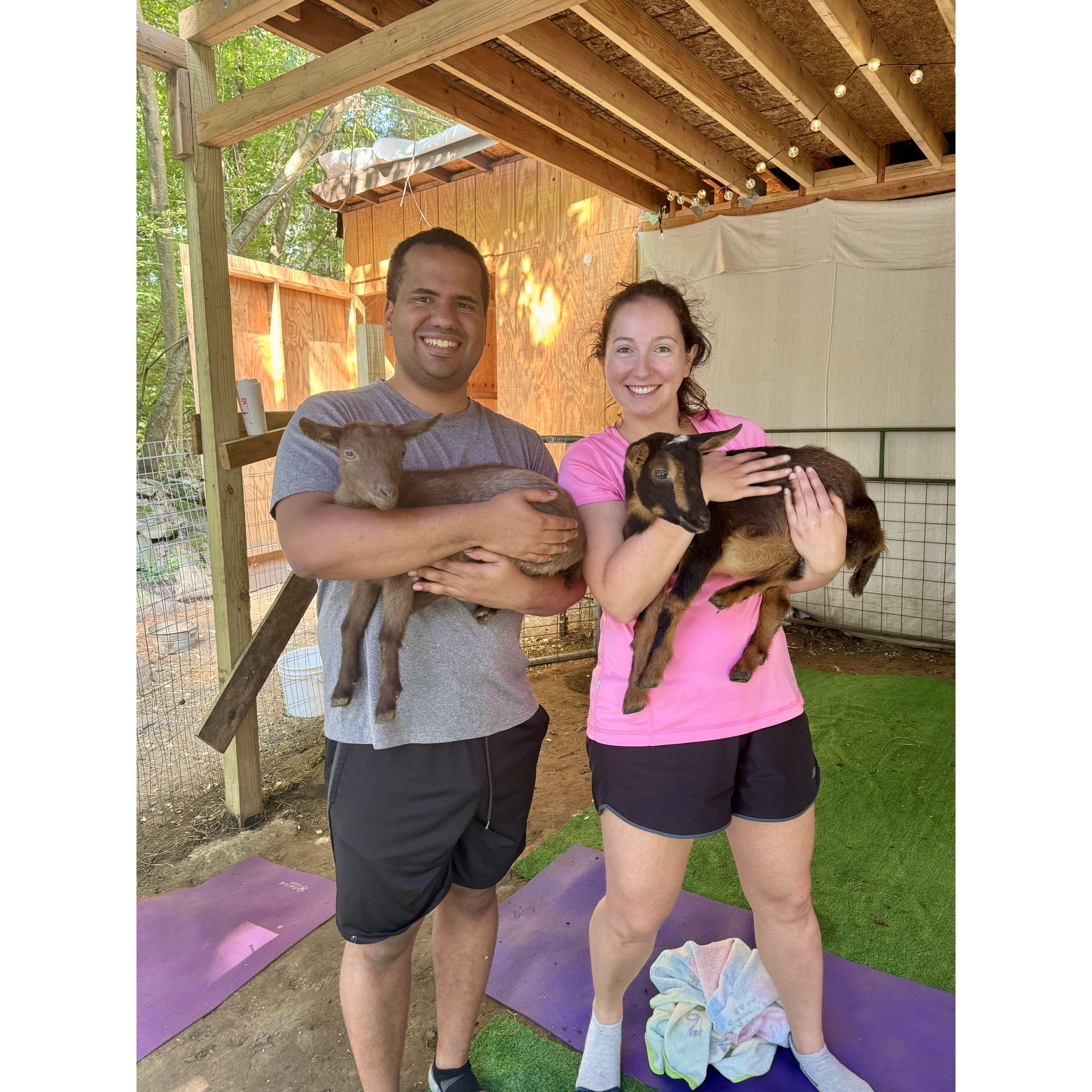 July 2024: Goat yoga