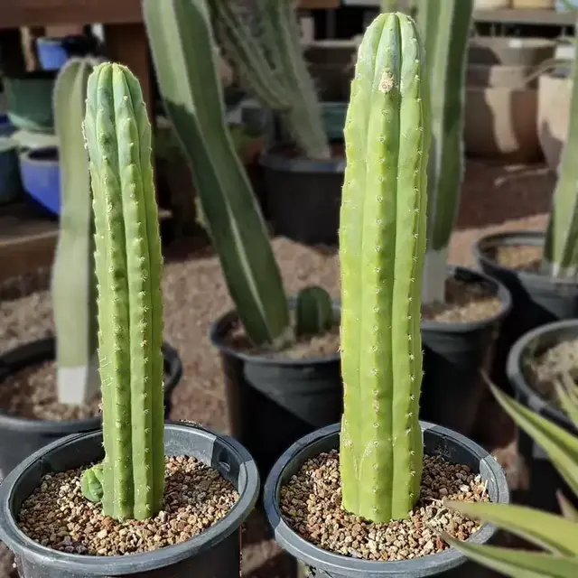 San Pedro Cactus
