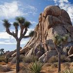 Joshua Tree
