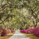 Bonaventure Cemetery
