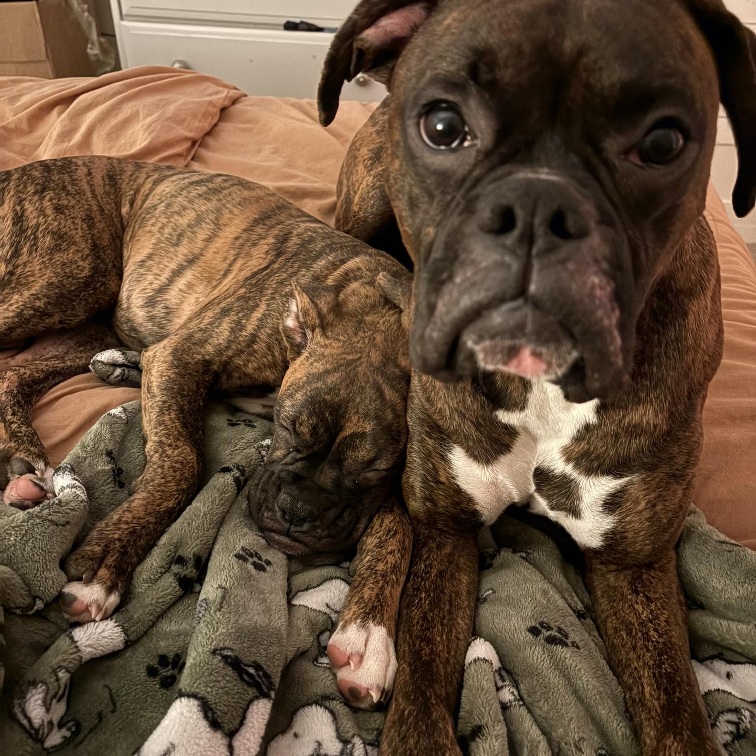 Our fur babies (Arlo & Maggie)