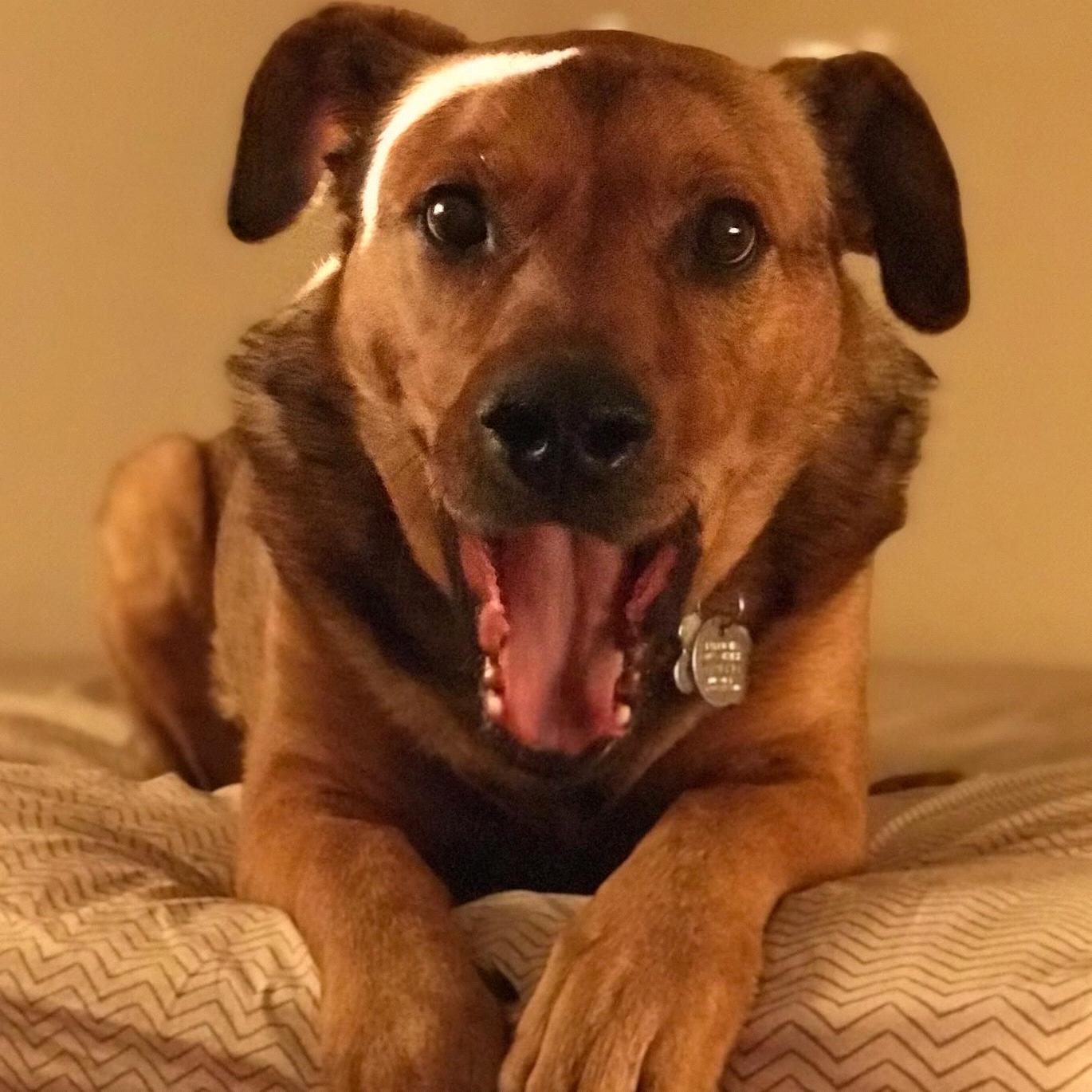 Year's Supply Of Pet Treats