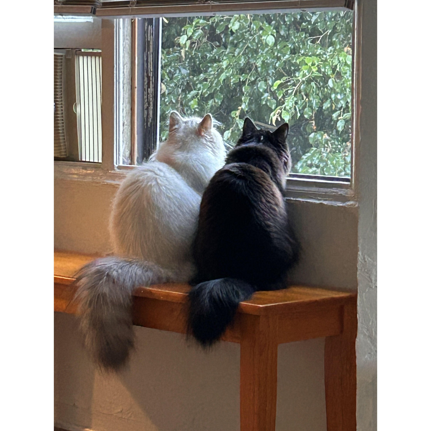 Our favorite little butts🥔