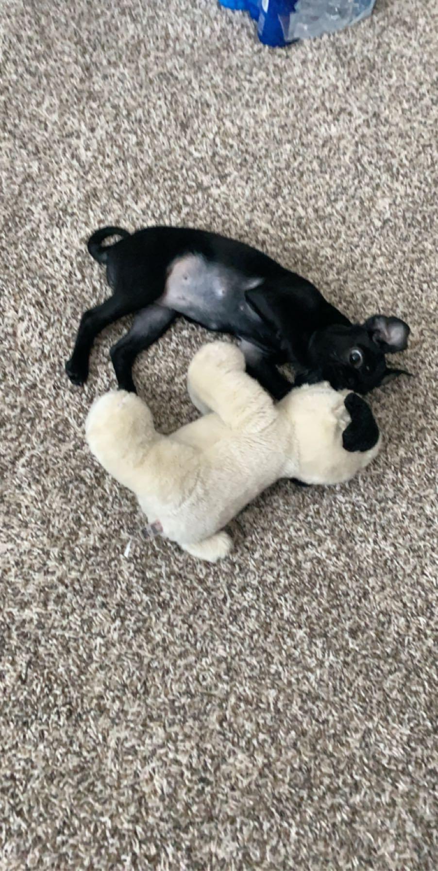 April 2020 - First apartment and puppy together 🥰