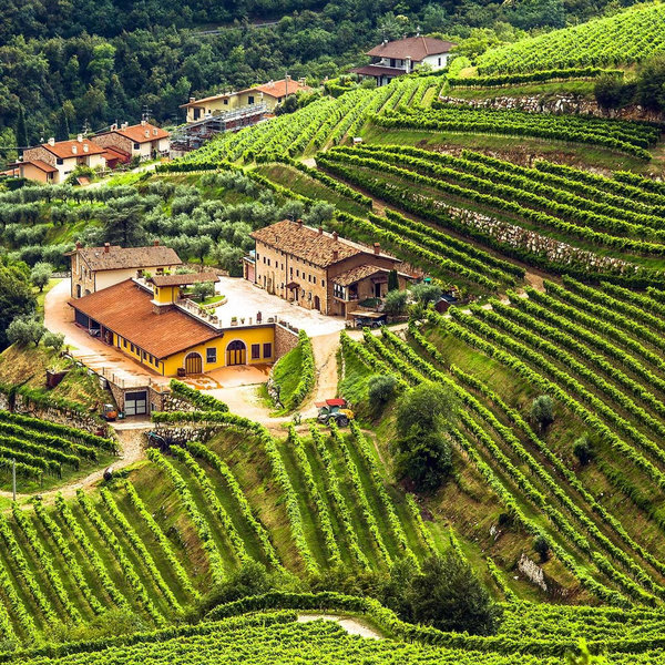 Winery Tour