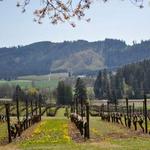 Tualatin Estate Vineyard