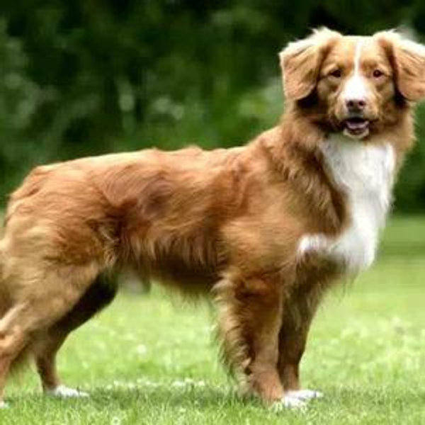 Get Stella a brother fund (Dog, not child)