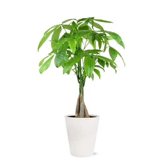 Live 5" Money Tree Houseplant in Evi Pottery Planter