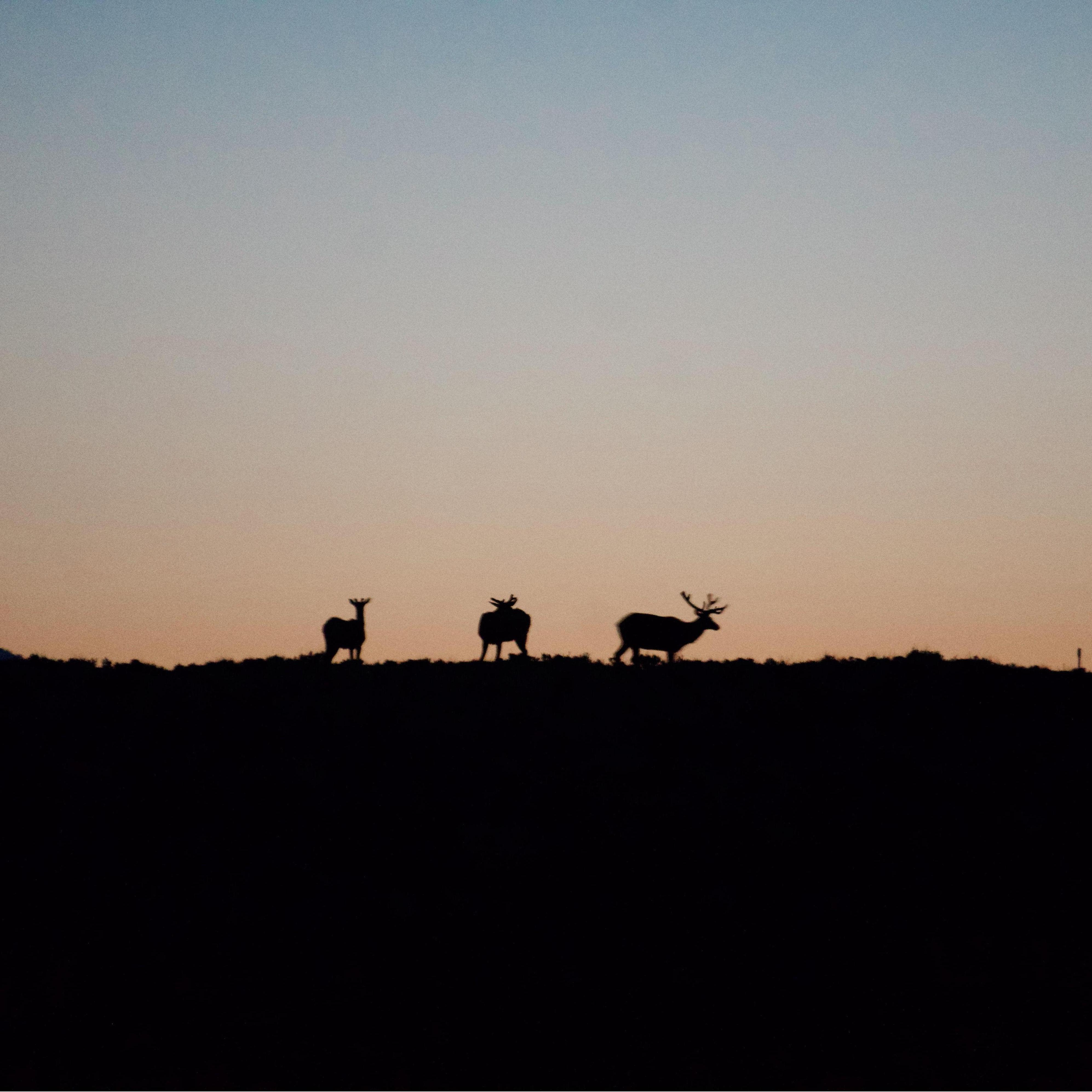 4:30 AM elk sightings in Grand Teton National Park!