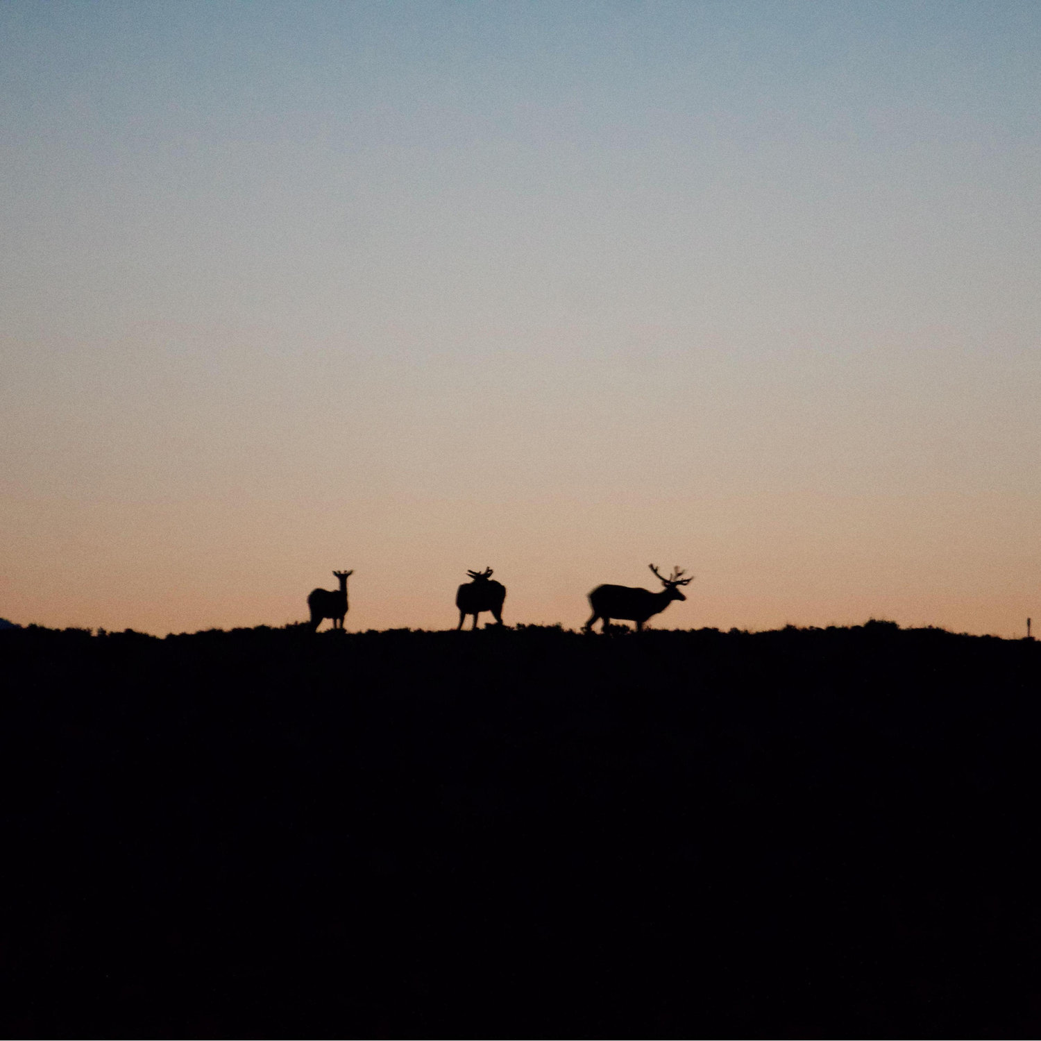 4:30 AM elk sightings in Grand Teton National Park!