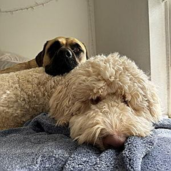 Dog Sitter Fund :)