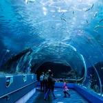 Georgia Aquarium