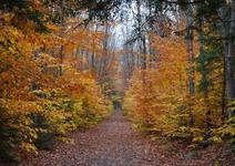 Walk/Run Lincoln Woods