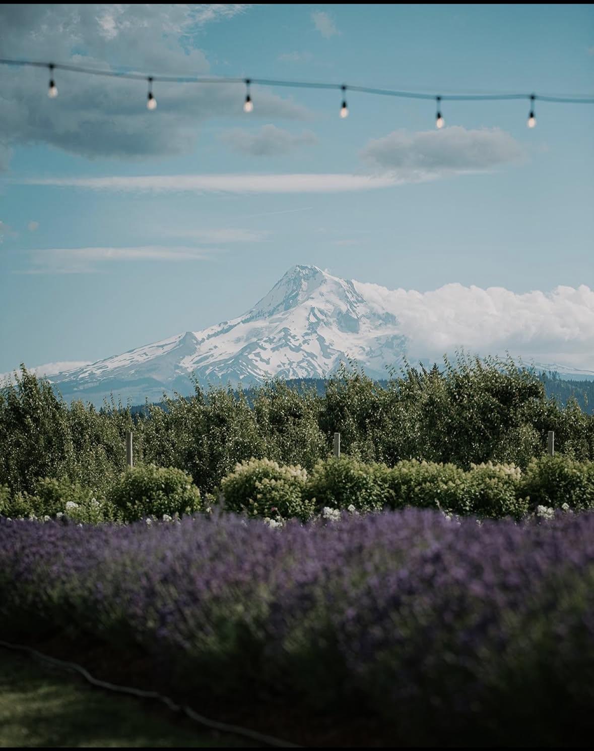 The Wedding Website of Rebecca Leon and Dakota Callicott