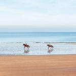 Horseback Riding on the Beach