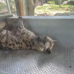 Busch Gardens Tampa Bay