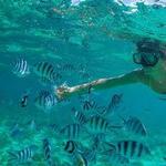Snorkeling and Scuba Diving