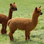 Alpaca Ridge Farms
