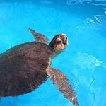 Loggerhead Marinelife Center
