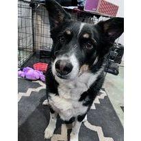Koda