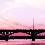 Congress Bridge Bats