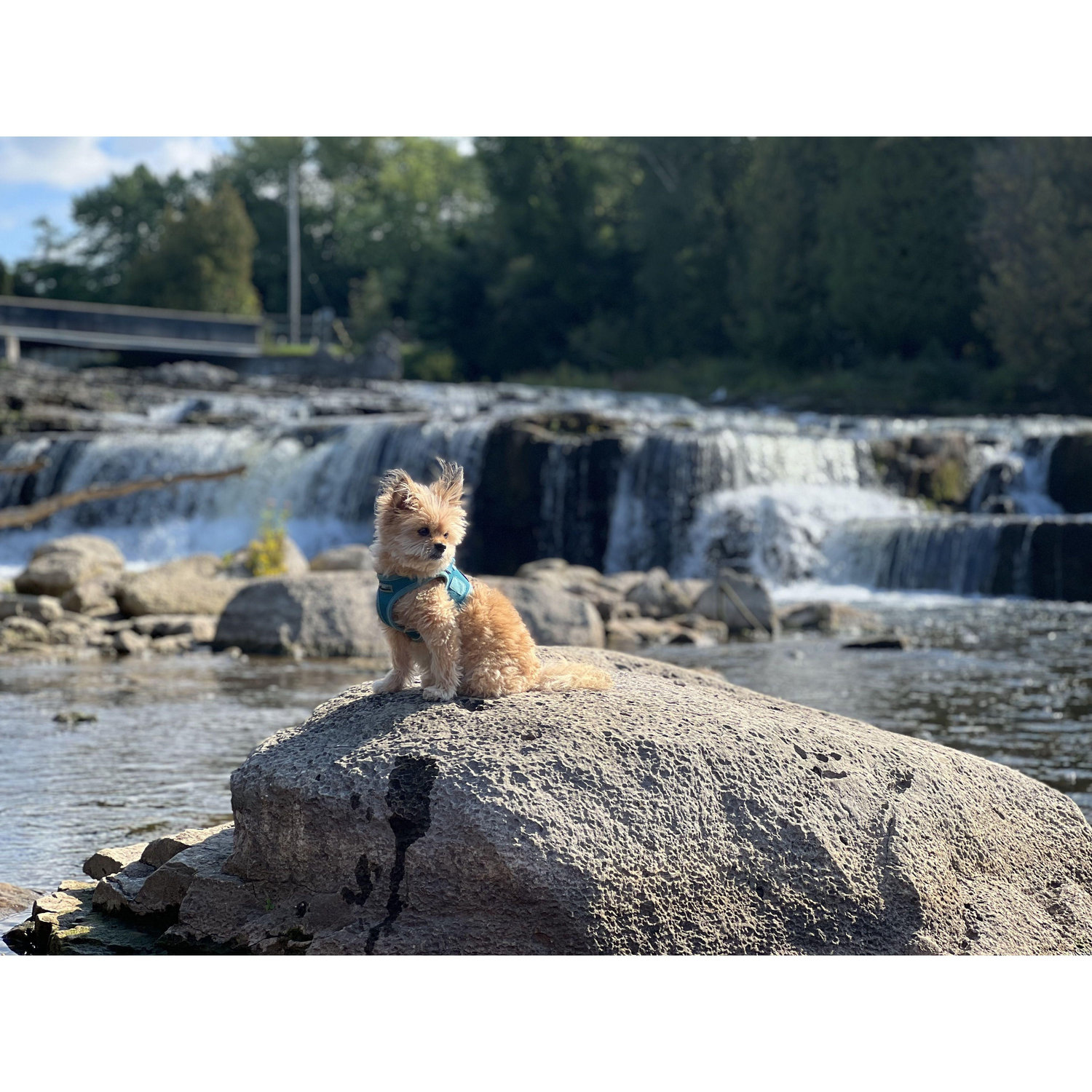 Gizmo looking like a damn superdog
