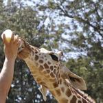 Nairobi National Park/Orphanage