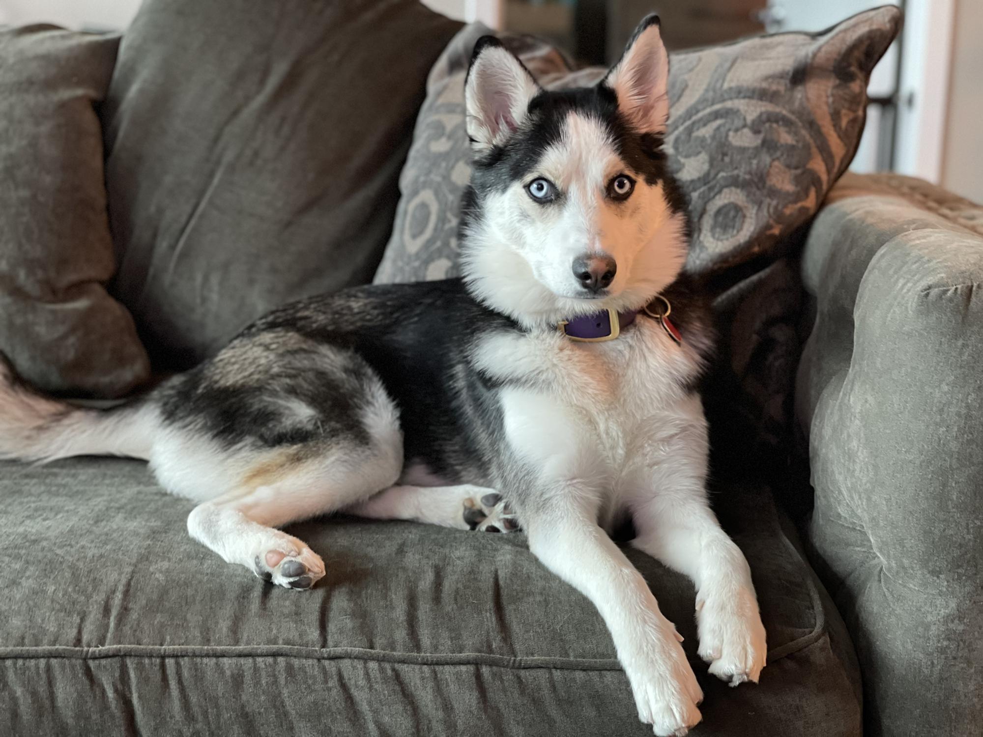 Our furry daughter 🐾💗
