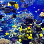 The Long Island Aquarium